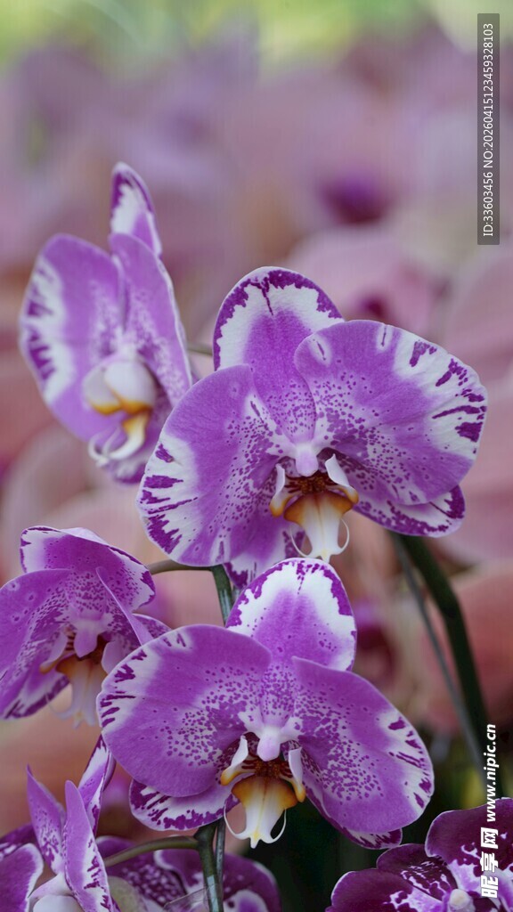 紫色蝴蝶兰绽放