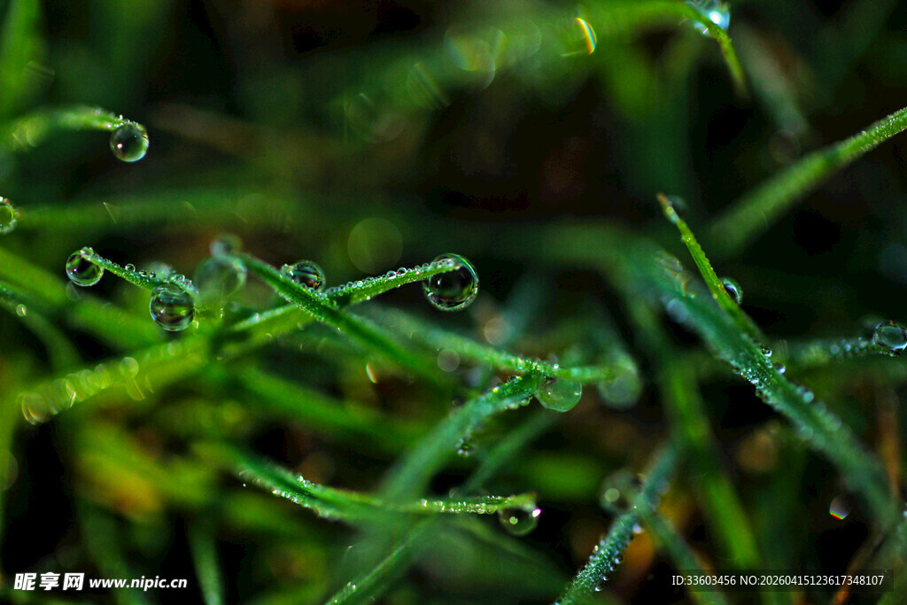 草尖上的晶莹露珠