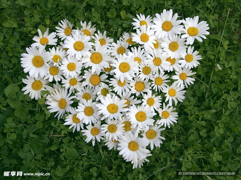 雏菊组成的心形图案