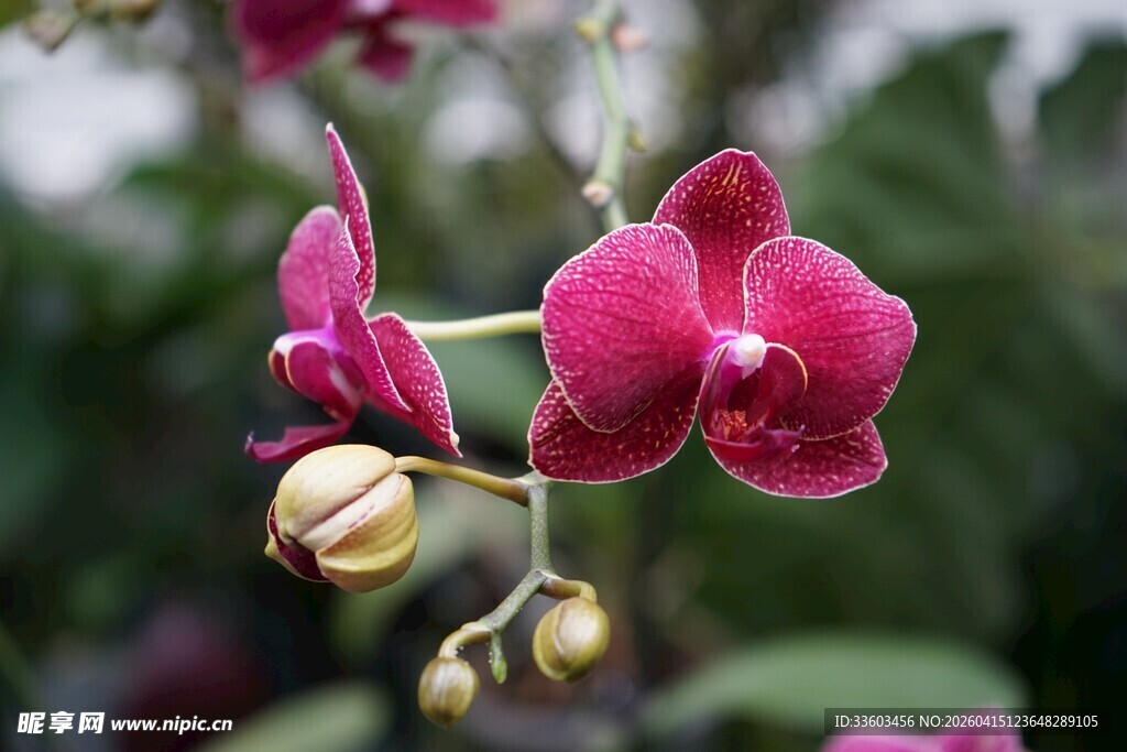 娇艳红蝴蝶兰绽放枝头