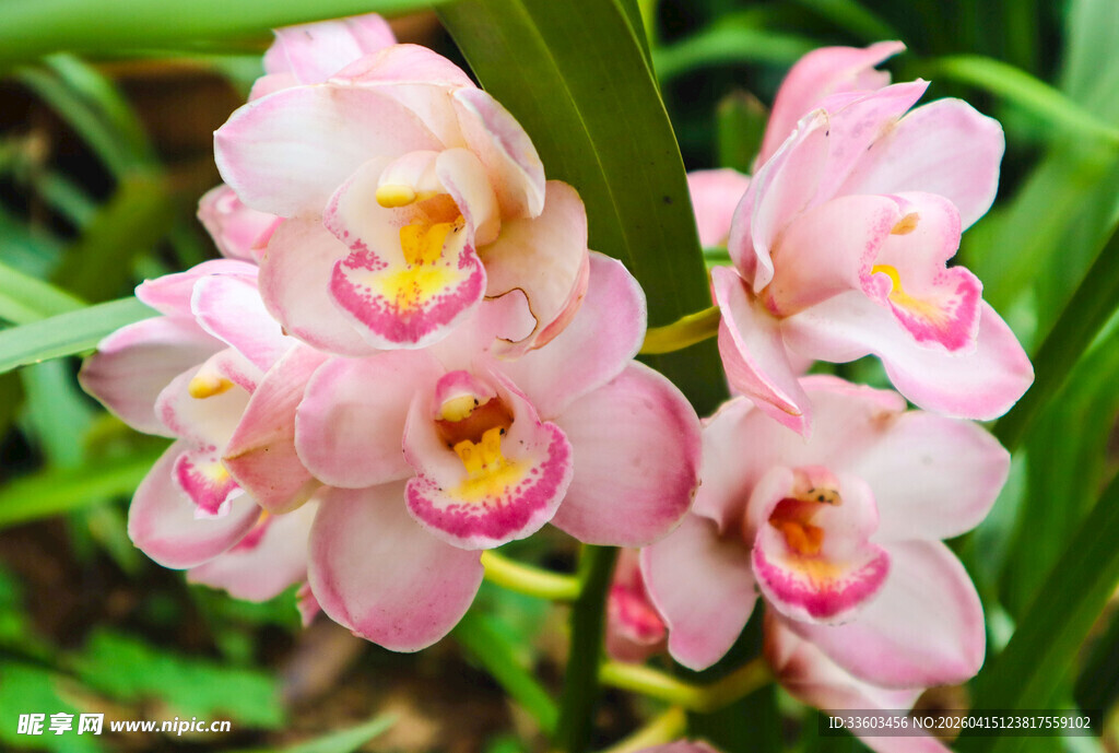 粉色娇美兰花绽放