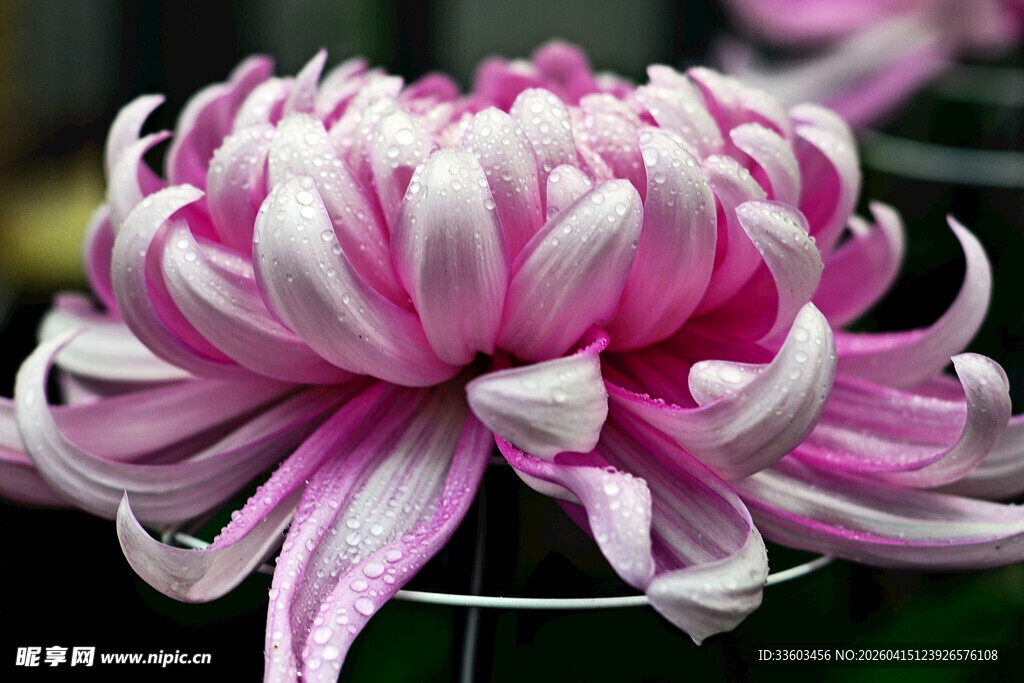 粉白相间菊花特写