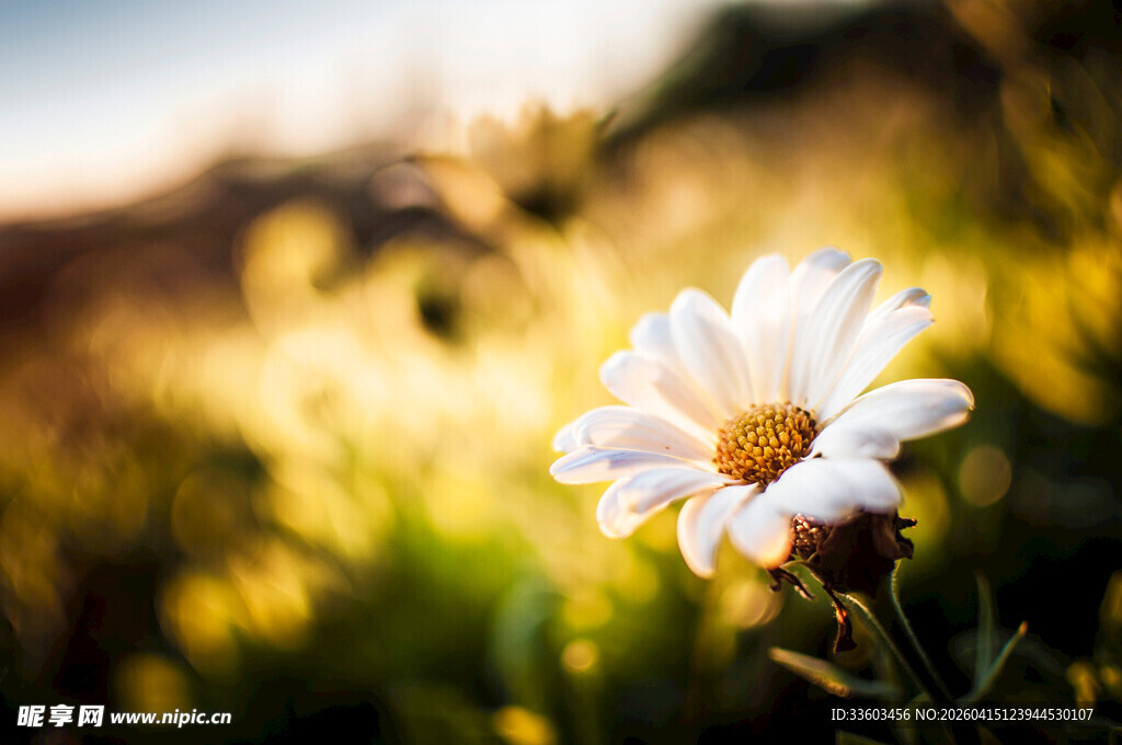 阳光下的单朵白色小花