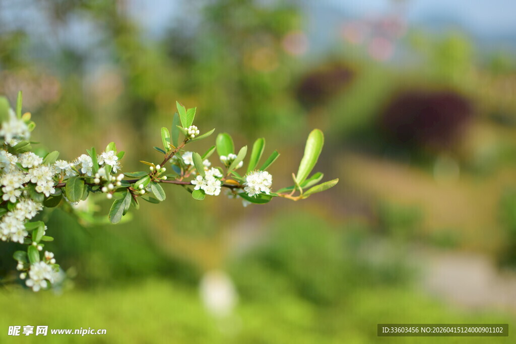 枝头繁花绽放的清新景致