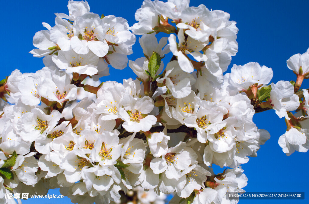 枝头绽放的洁白杏花