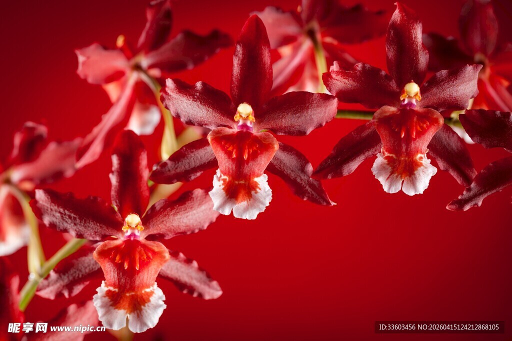 红背景下娇艳的兰花