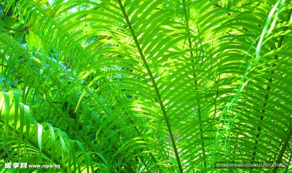 翠绿蕨类植物特写