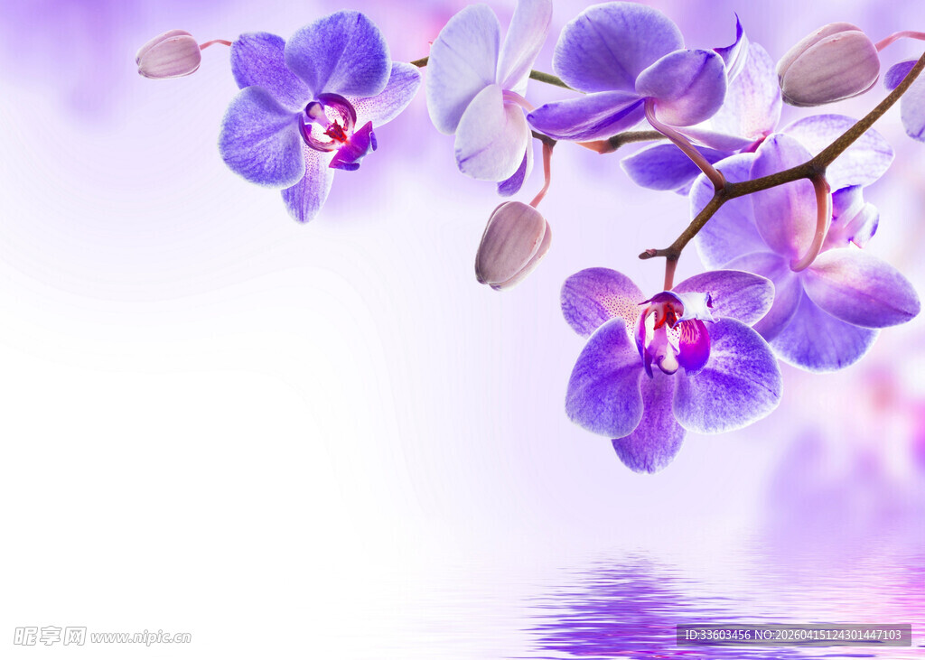 梦幻紫色兰花绽放美景