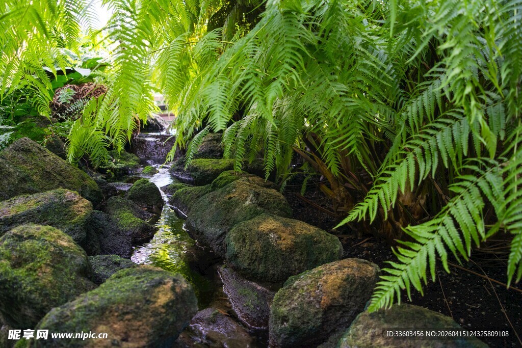 溪边蕨类与岩石景观