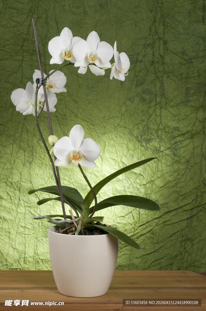 白色蝴蝶兰盆栽置于木桌