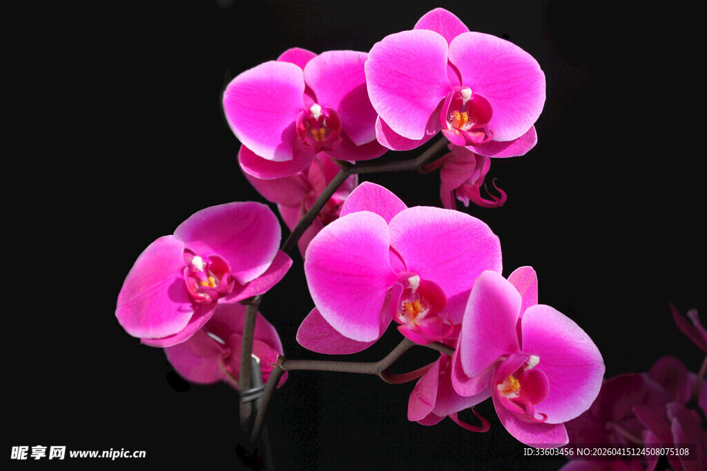 娇艳粉色蝴蝶兰绽放