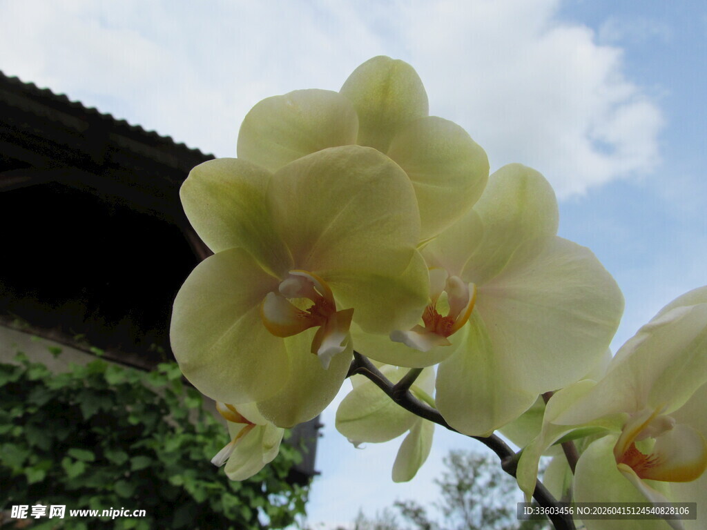 黄蝴蝶兰绽放于户外