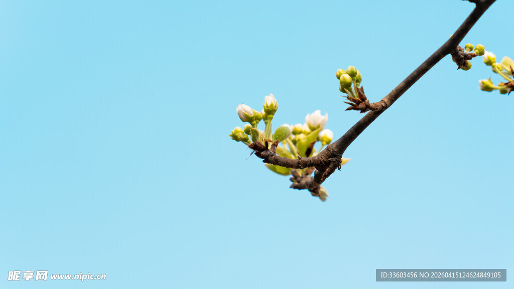 枝头繁花绽于蓝天之下