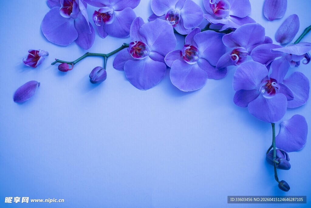 蓝底紫兰花绽放