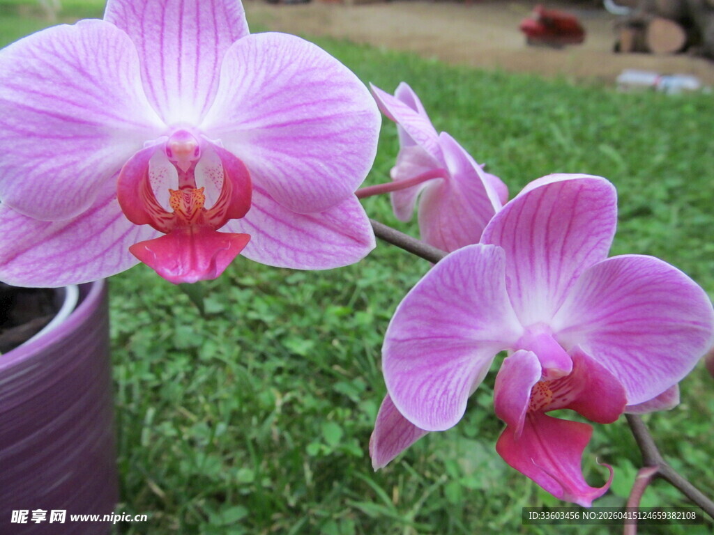 娇艳粉色蝴蝶兰绽放