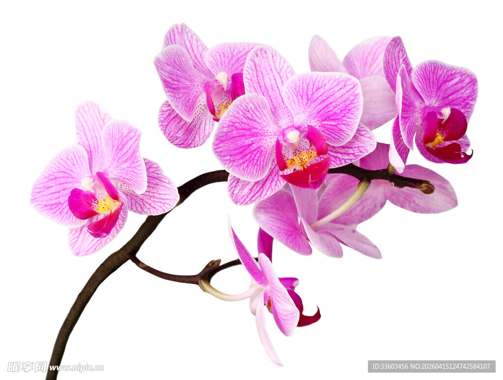 粉色蝴蝶兰特写