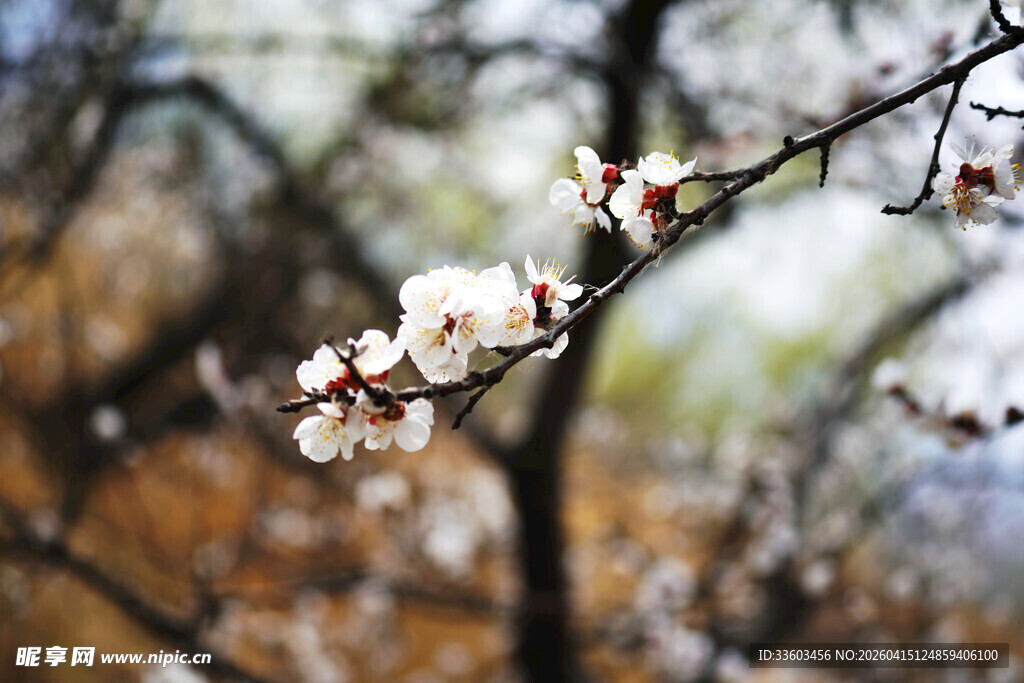 枝头绽放的春日杏花