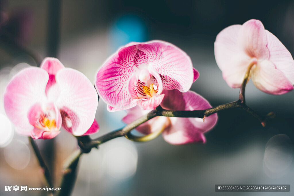 娇艳粉色蝴蝶兰绽放