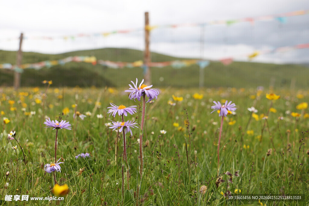 草原上绽放的多彩小花