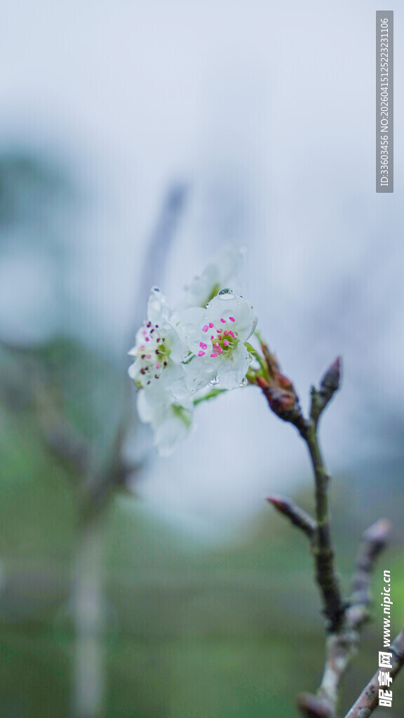 枝头绽放的清新白色花朵