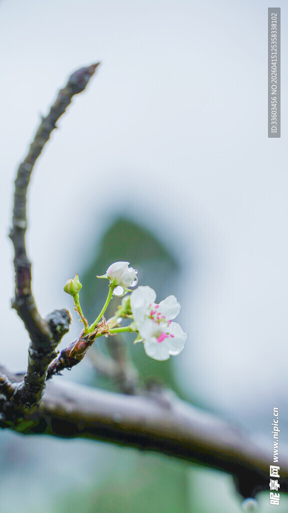 枝头绽放的娇嫩梨花