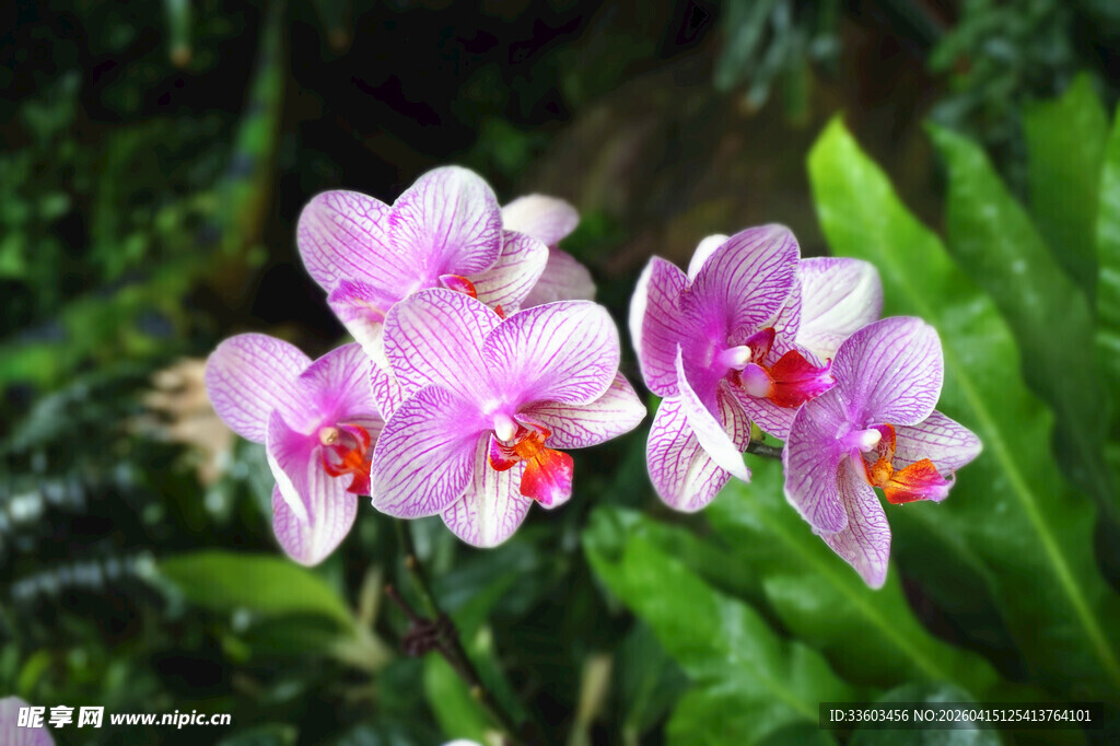 娇艳粉色兰花绽放