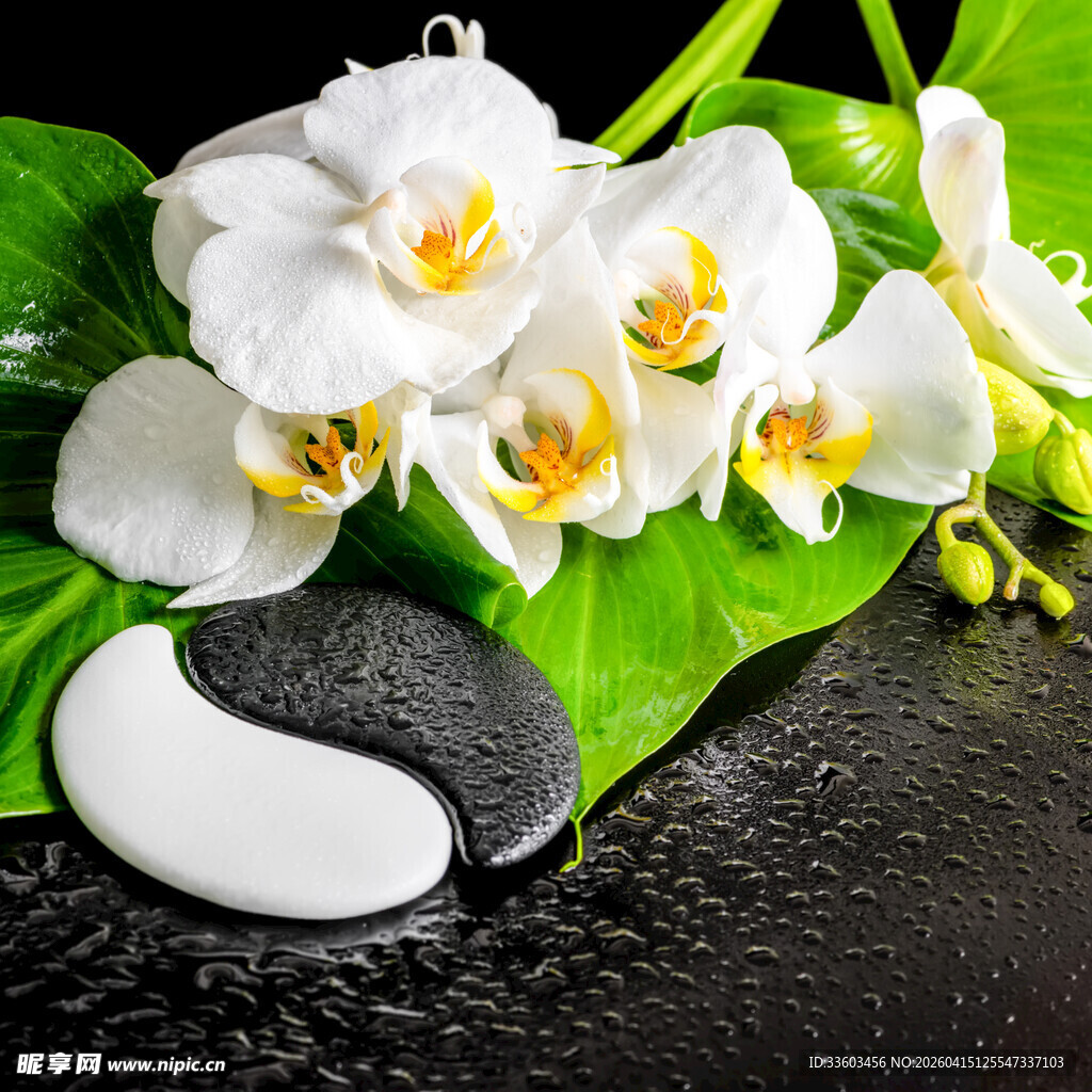 白兰花与太极摆件静物图