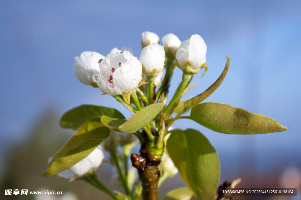 枝头绽放的洁白梨花