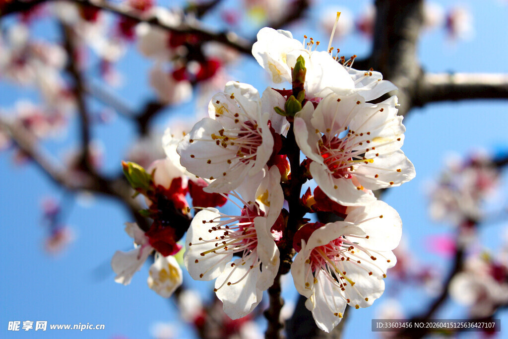 枝头绽放的美丽杏花