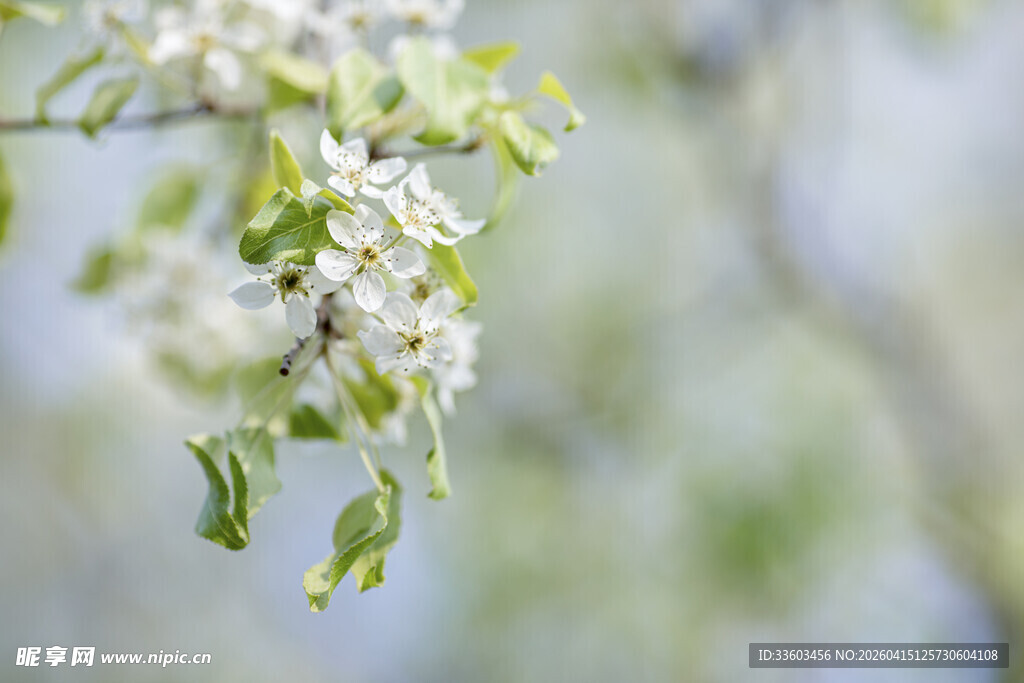 枝头绽放的白色小花