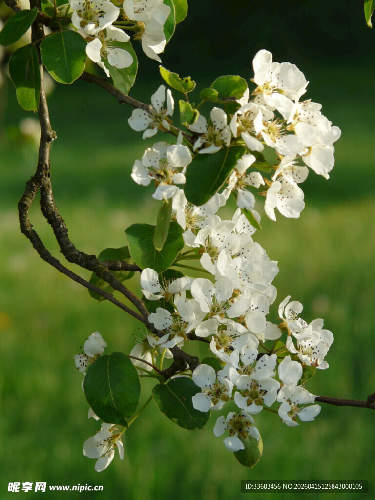 枝头绽放的洁白花朵