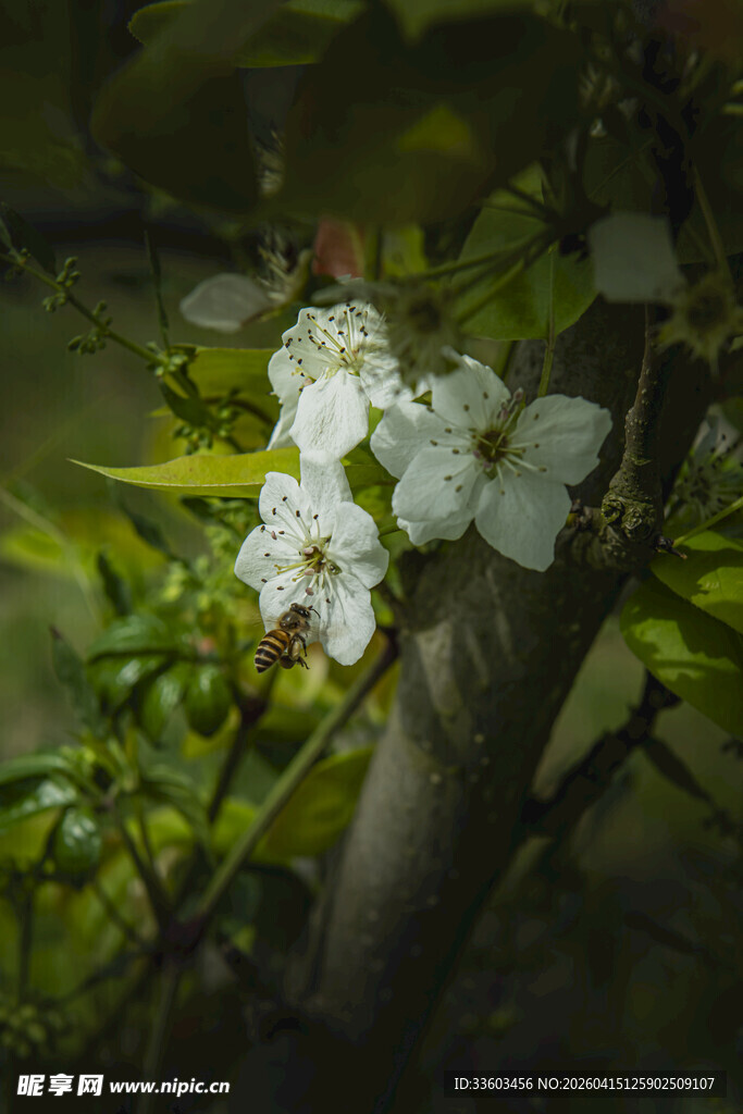 枝头绽放的白色花朵