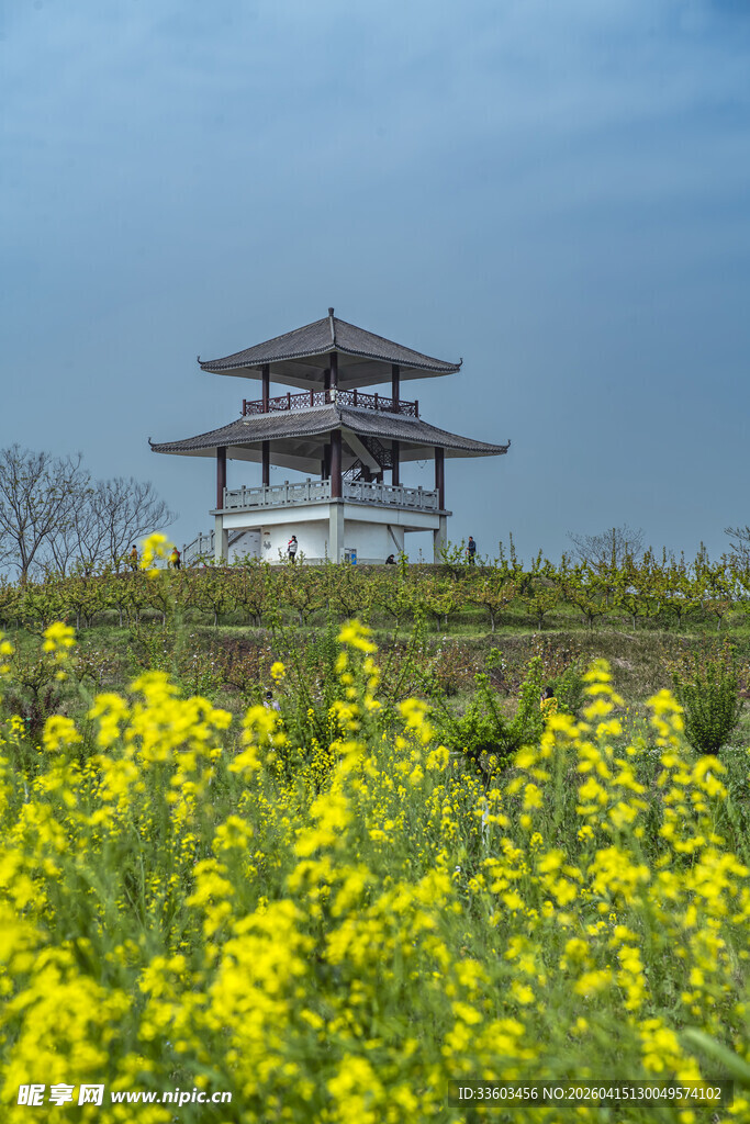 油菜花海中的古风亭阁