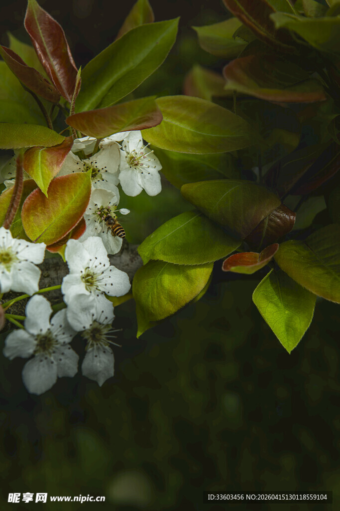 绿叶丛中的白色小花