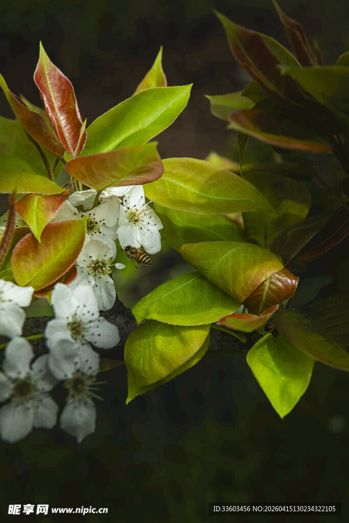 绿叶白花植物特写