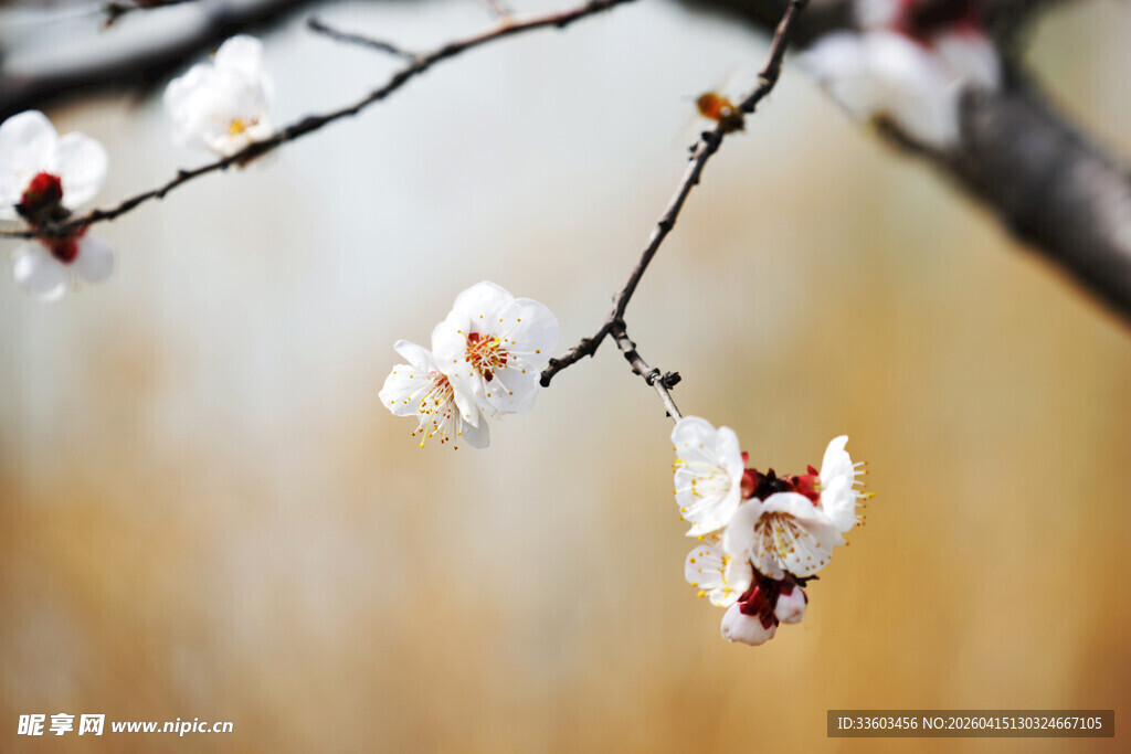 枝头绽放的洁白杏花