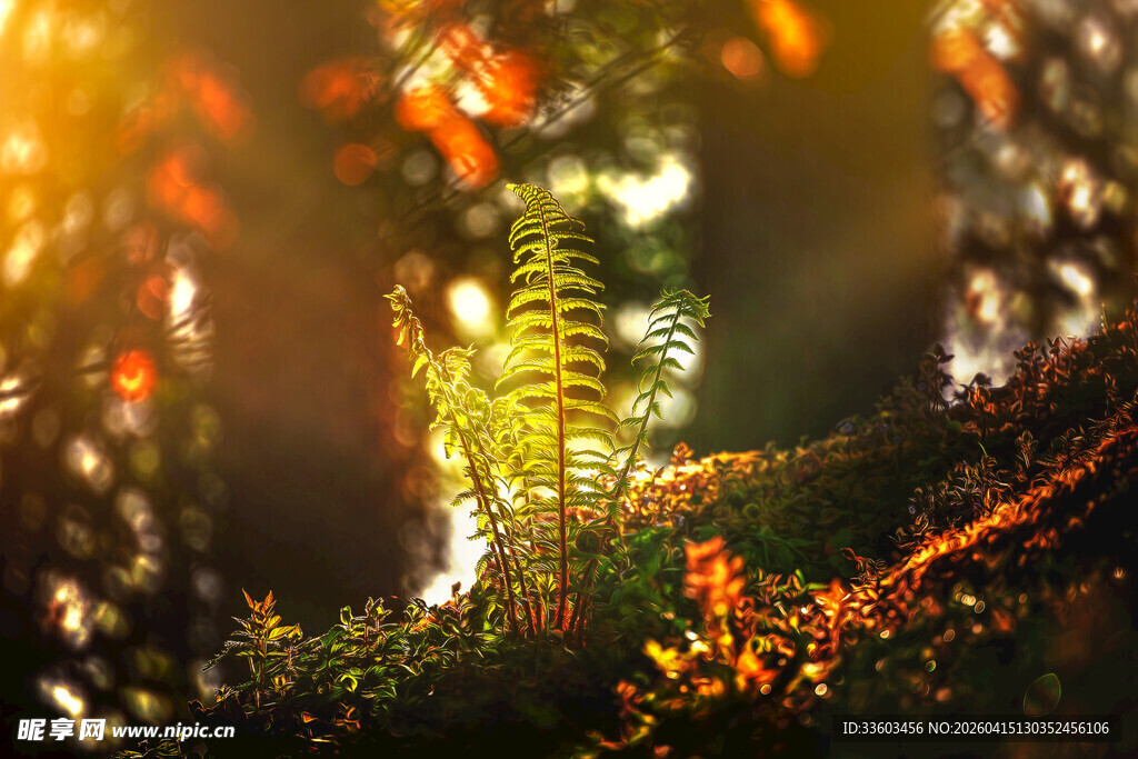 梦幻森林中的光影蕨类