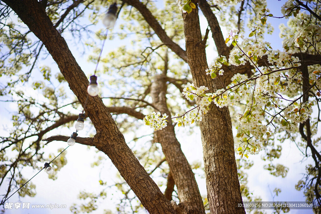春日繁花满树的高大树木