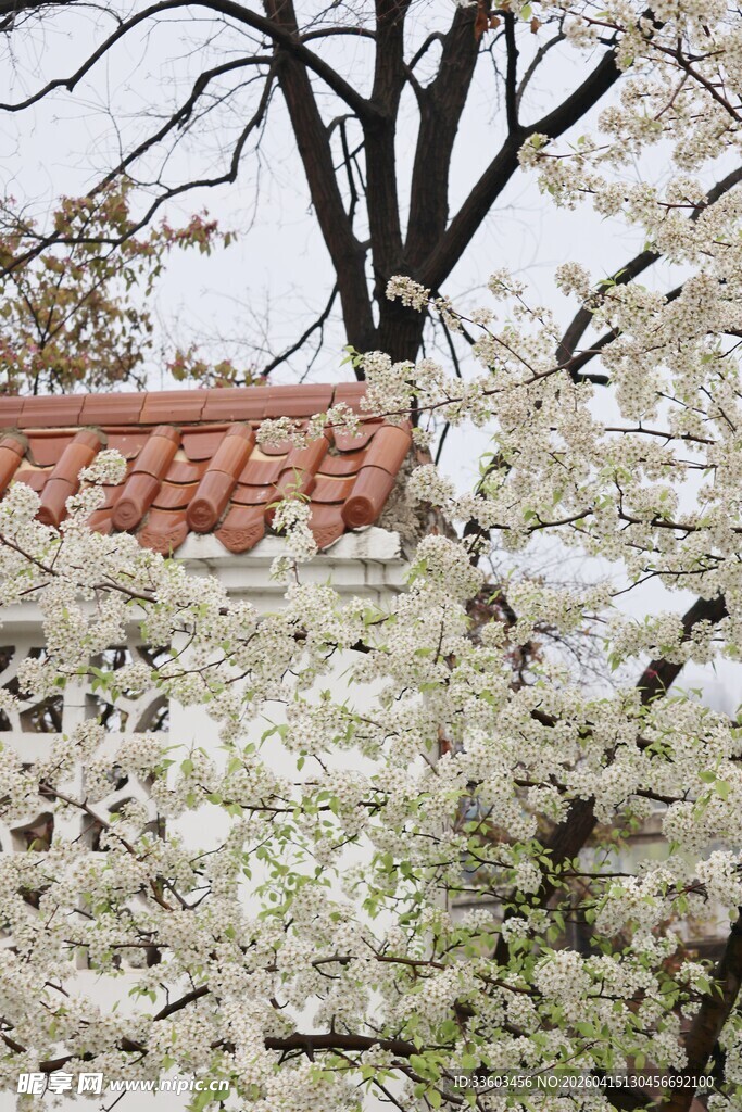 古瓦旁绽放的洁白花朵