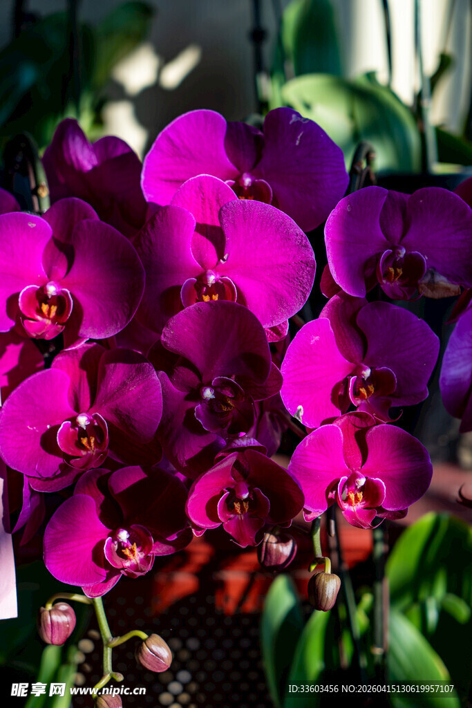 艳丽紫蝴蝶兰绽放