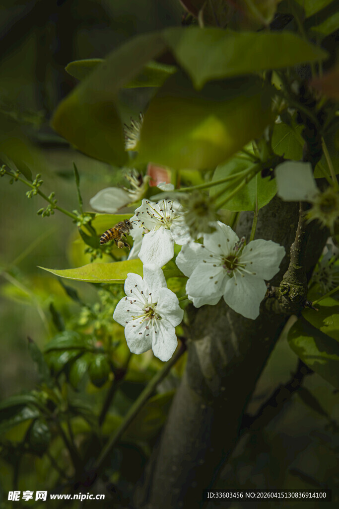 枝头绽放的白色花朵