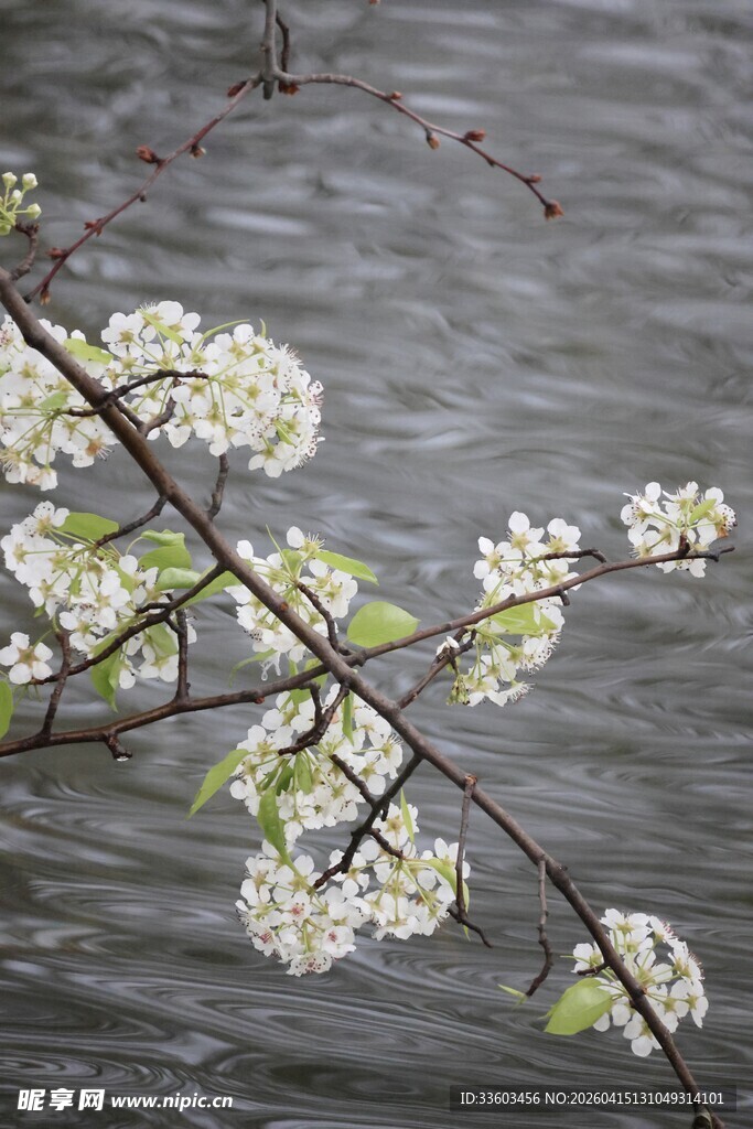 水边绽放的白色花枝
