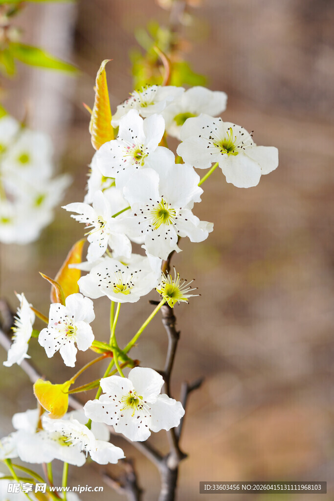 洁白绽放的美丽花朵
