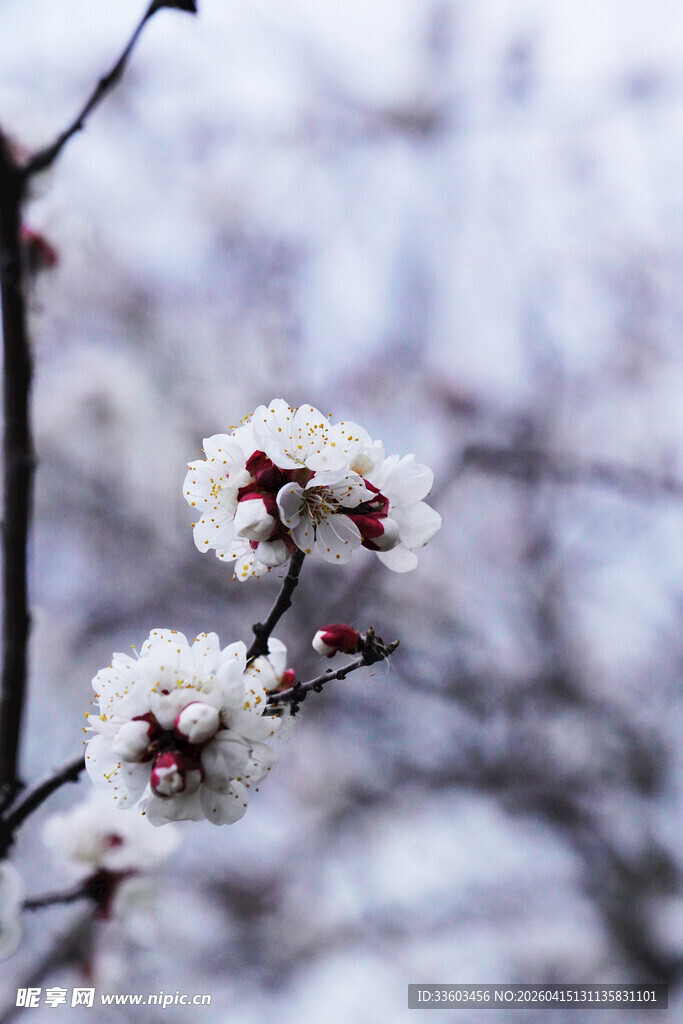 枝头绽放的雪白杏花