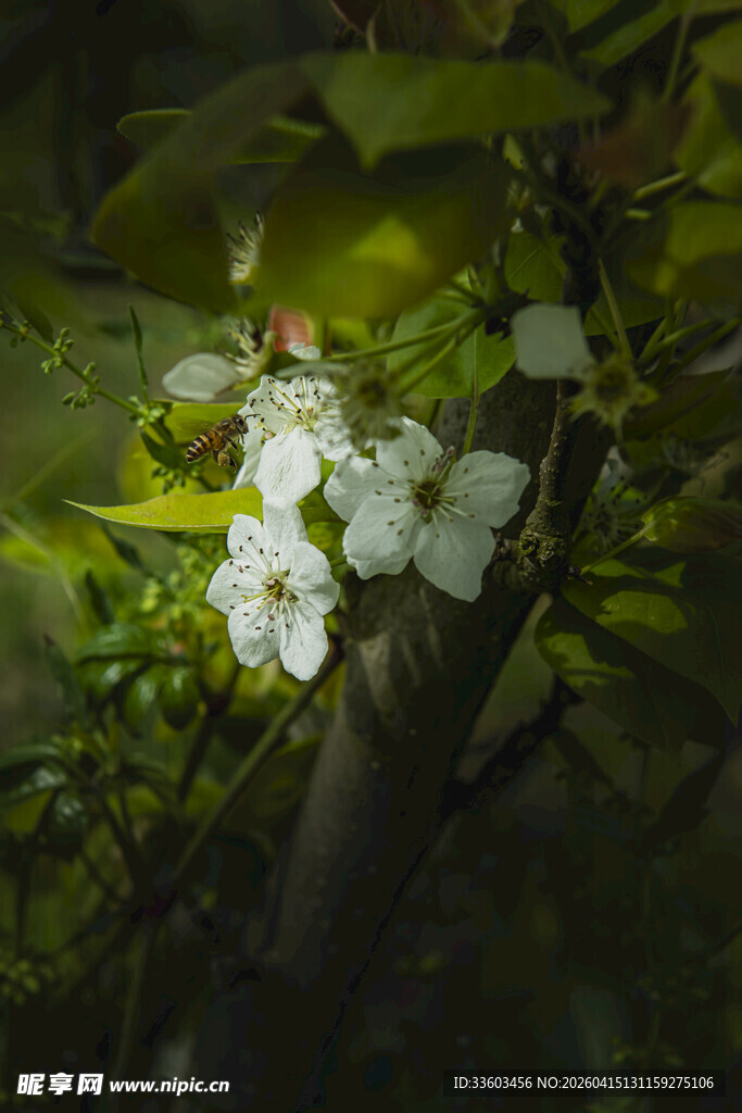 枝头白花绽于绿叶间