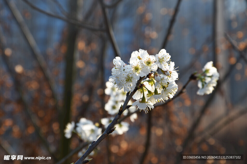 枝头绽放的洁白花朵
