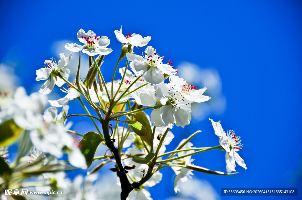 蓝天下绽放的白色花朵