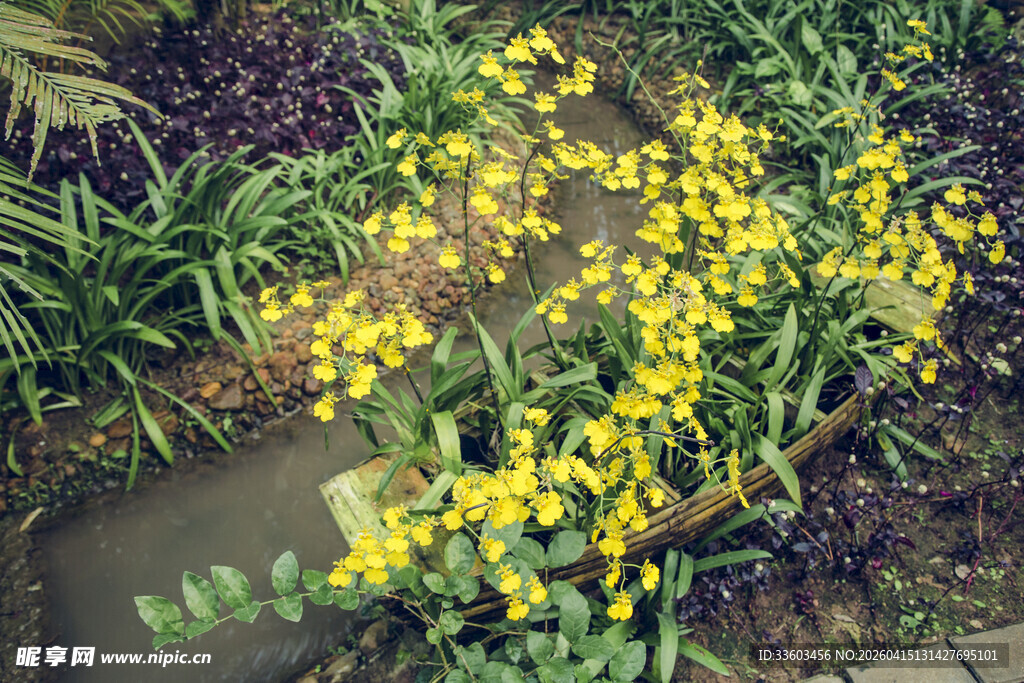 溪边绽放的黄色小花