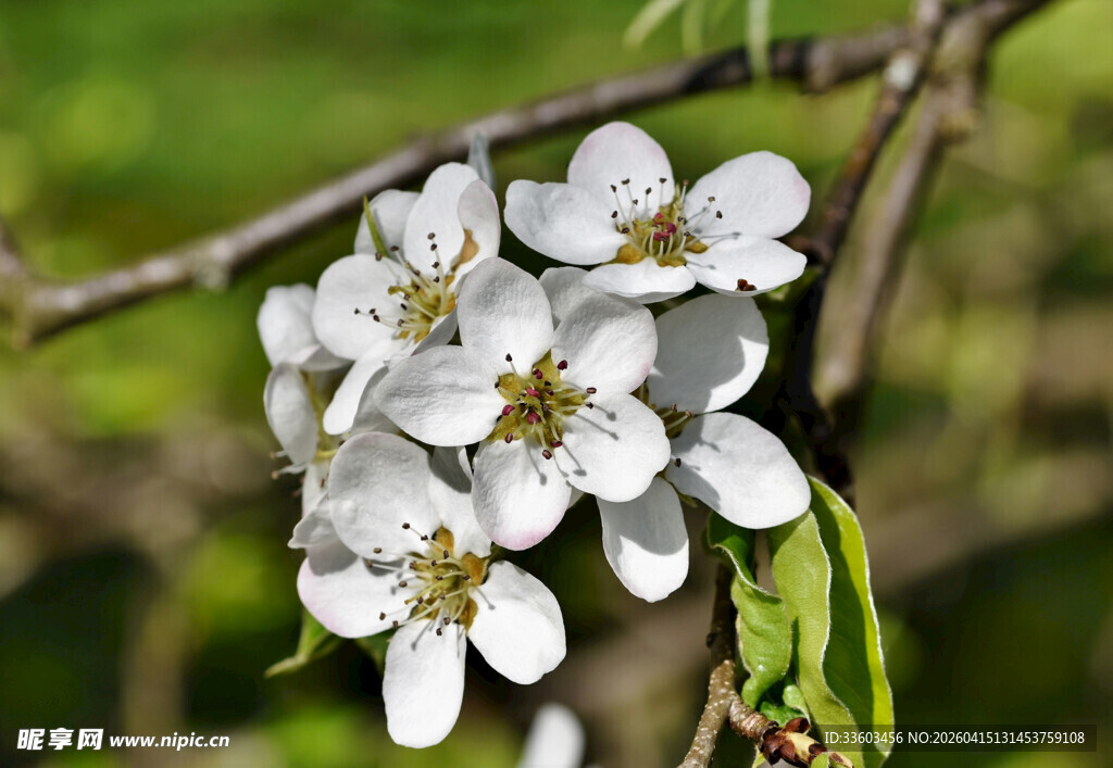 枝头绽放的洁白梨花