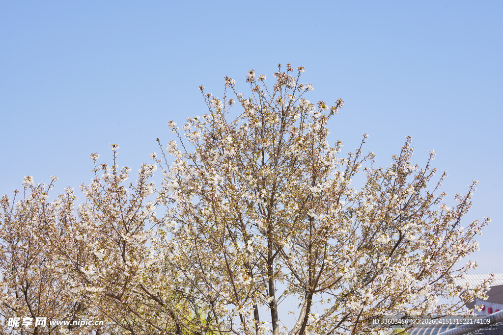 春日繁花满树的景致